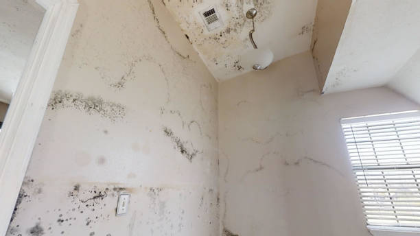 Best Forensic Mold Investigation  in Northgate, OH