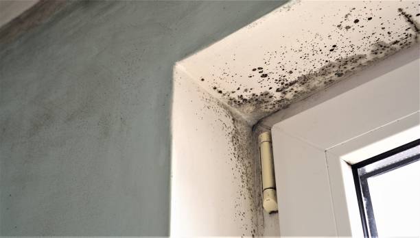  Northgate, OH Mold Removal Pros