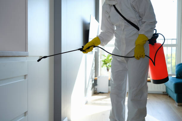 Mold Odor Removal Services in Northgate, OH