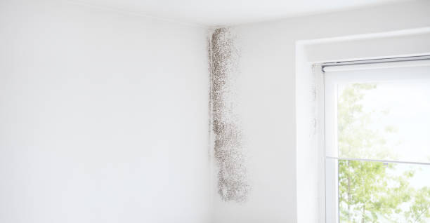 Best Emergency Mold Remediation  in Northgate, OH