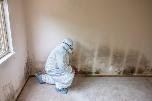 Best Basement Mold Removal  in Northgate, OH