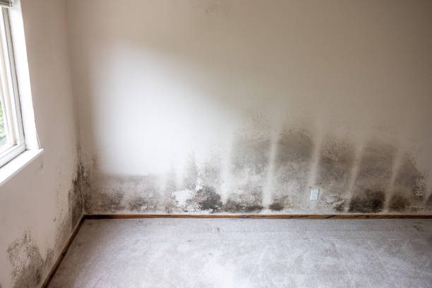 Best Biohazard Mold Removal  in Northgate, OH