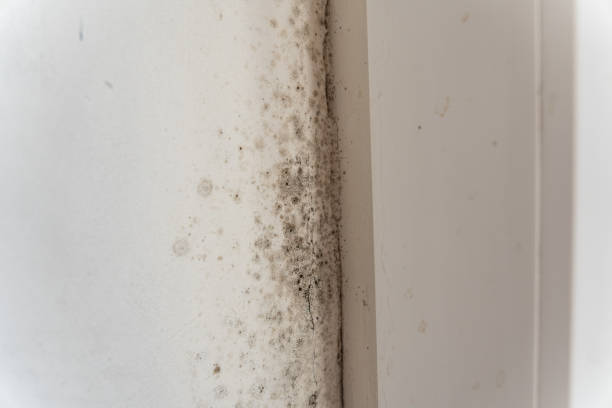 Best Residential Mold Inspection & Testing  in Northgate, OH